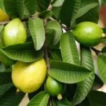 Benefits of Guava Leaf