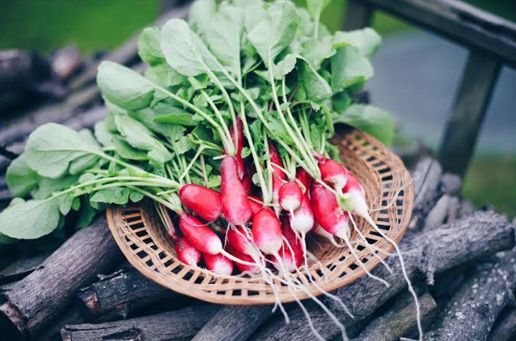 Health Benefits of Radish