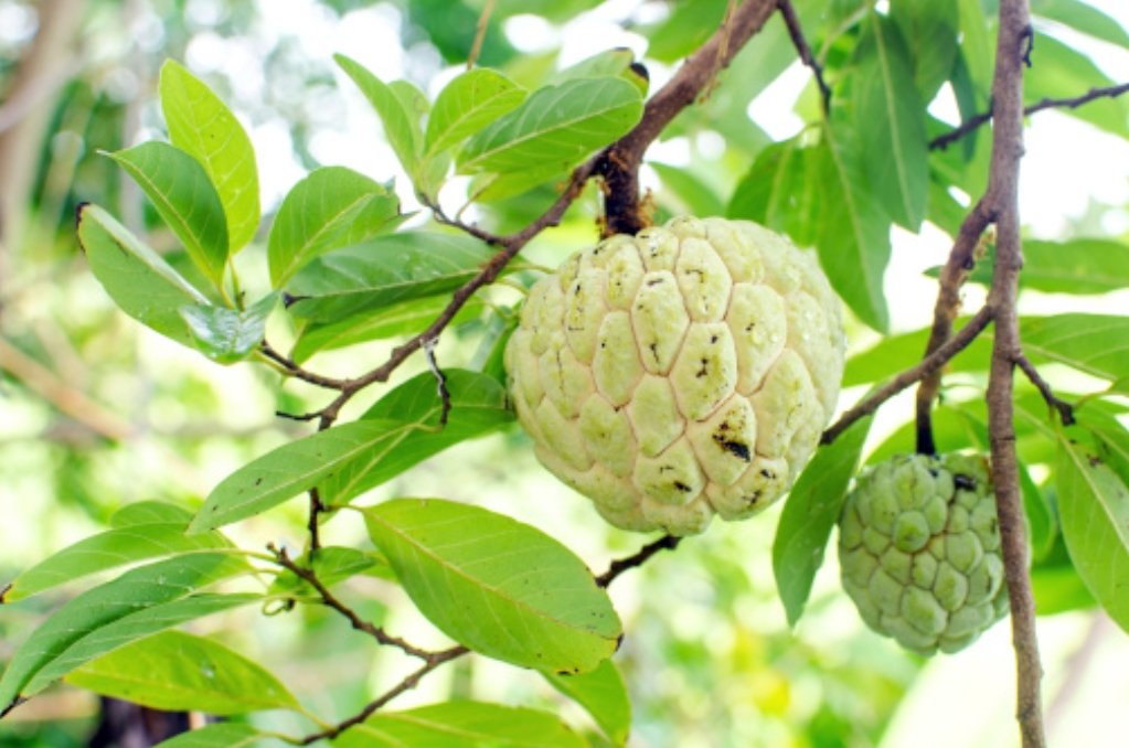 Benefits of Custard Apple