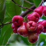 Benefits of Java Apple