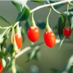 Health Benefits of Goji Berries