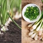 10 Powerful Health Benefits of Spring Onion You Shouldn’t Ignore Benefits of Spring Onion
