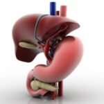 Gut and Liver Health