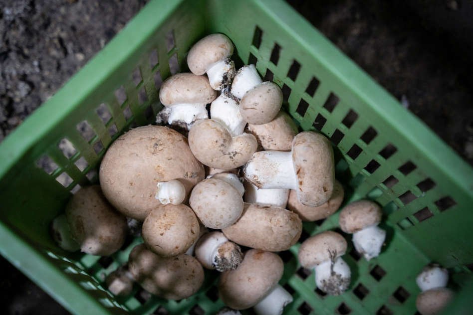 Mineral Deficiency?